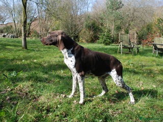 German Shorthaired Pointer dogs in Swansea - Advert 24