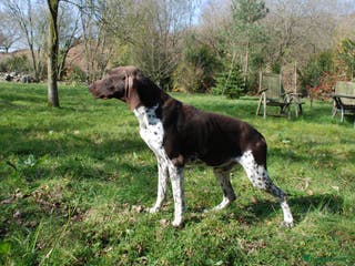 German Shorthaired Pointer dogs KC Reg GSP For Stud Health Tested IMPORT in Swansea - Advert 1