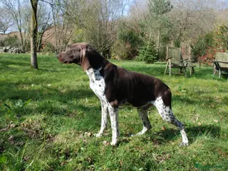 German Shorthaired Pointer dogs KC Reg GSP For Stud Health Tested IMPORT in Swansea - Advert 3