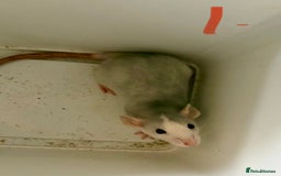 Rat rodents for sale: Mixed baby rats  - Image 1