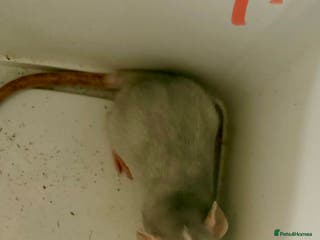 Rat rodents BABY RATS . Beautiful tame babies - Advert 20