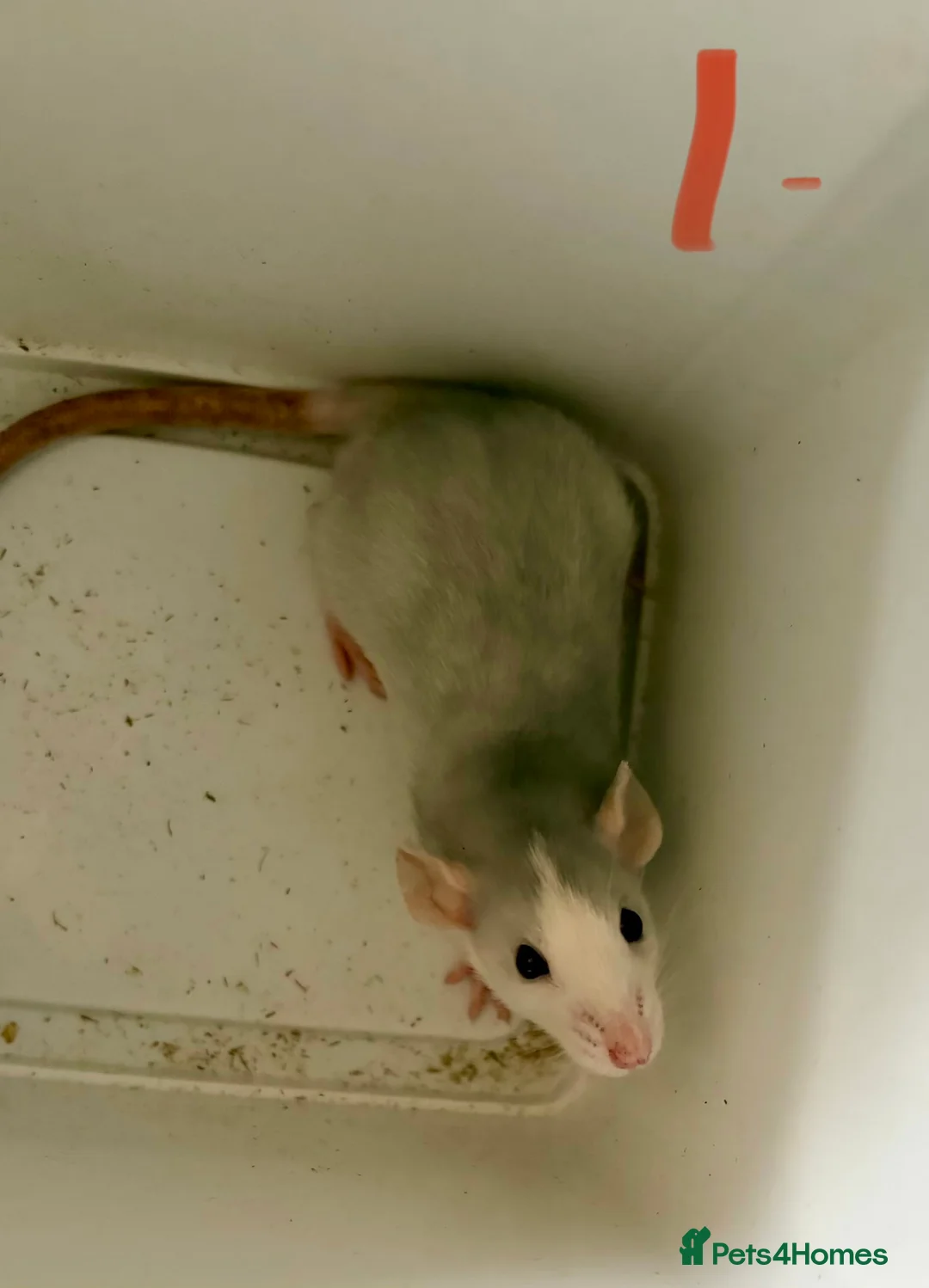 Rat rodents for sale: BABY RAT GIRLS   . Beautiful tame babies  - Advert 1
