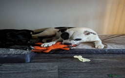 Mixed Breed dogs for sale: Male and Female dogs for re-home. - Image 6