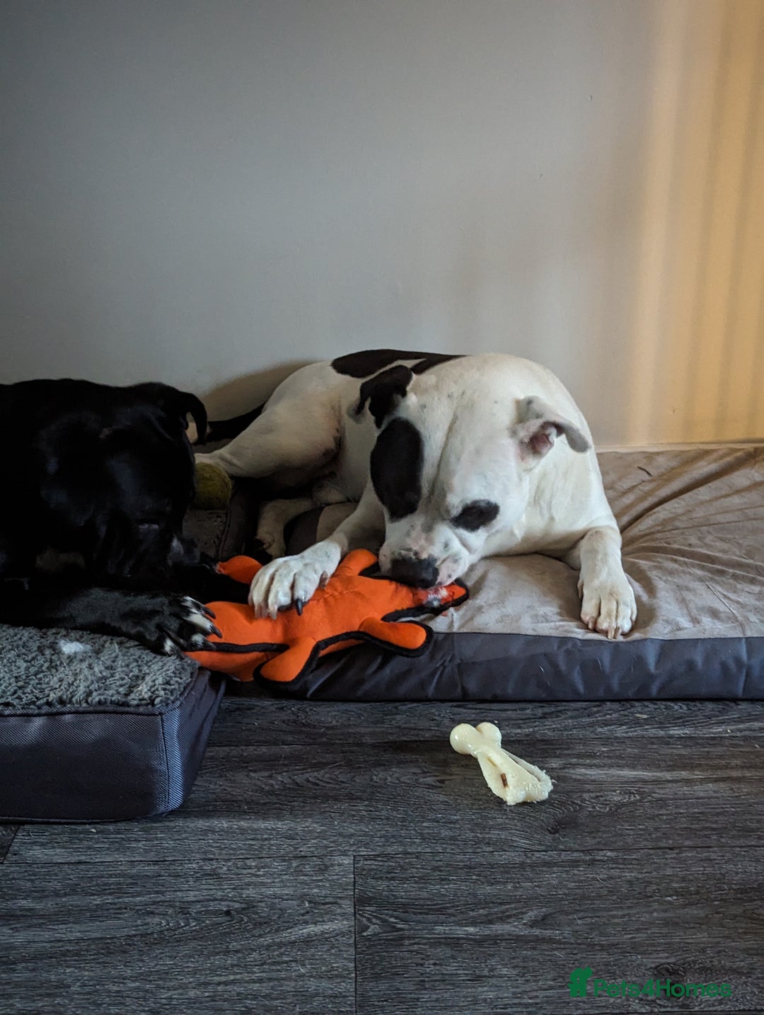 Mixed Breed dogs for sale: Male and Female dogs for re-home. - Image 6