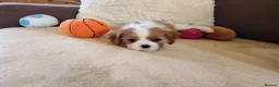 Cavalier King Charles Spaniel dogs for sale: Kc Beautiful puppies for sale. - Advert 33