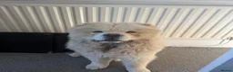 Chow Chow dogs for sale: Barnaby the chow chow - Advert 7