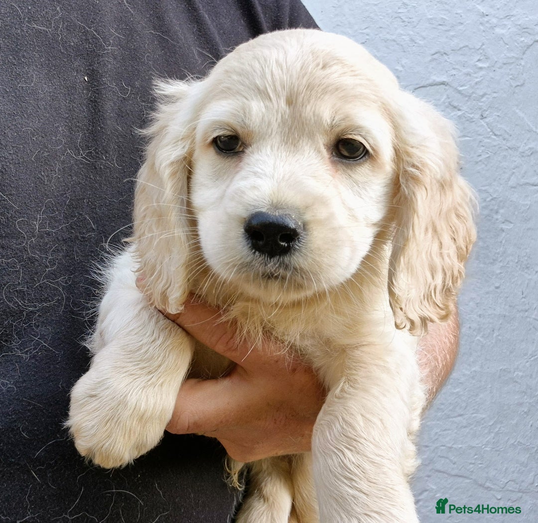 Golden Retriever dogs for sale: Dakota Sport Retriever Puppies Ready Now - Image 5