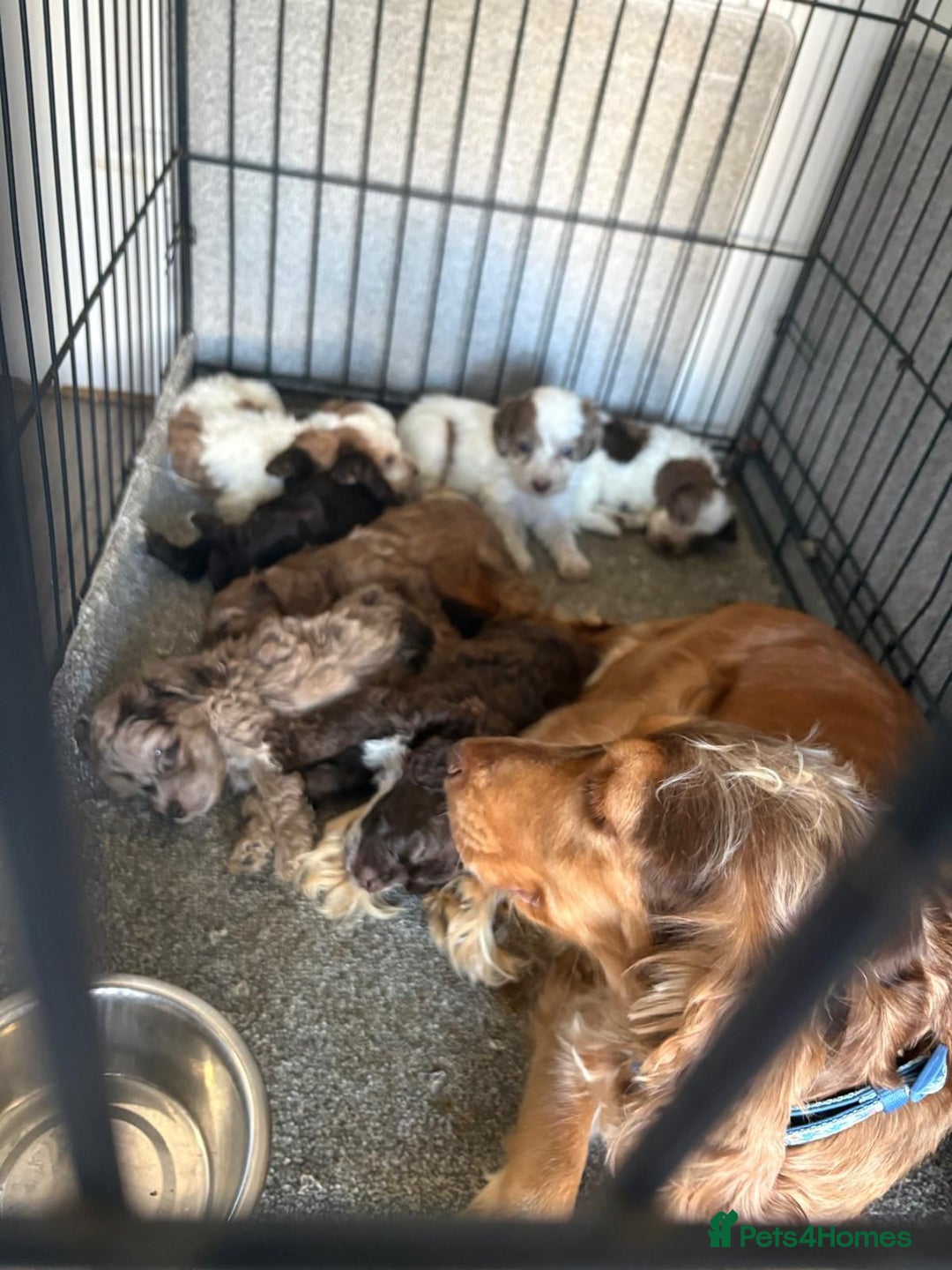 Cockapoo dogs for sale: Cockapoo puppies  - Advert 5