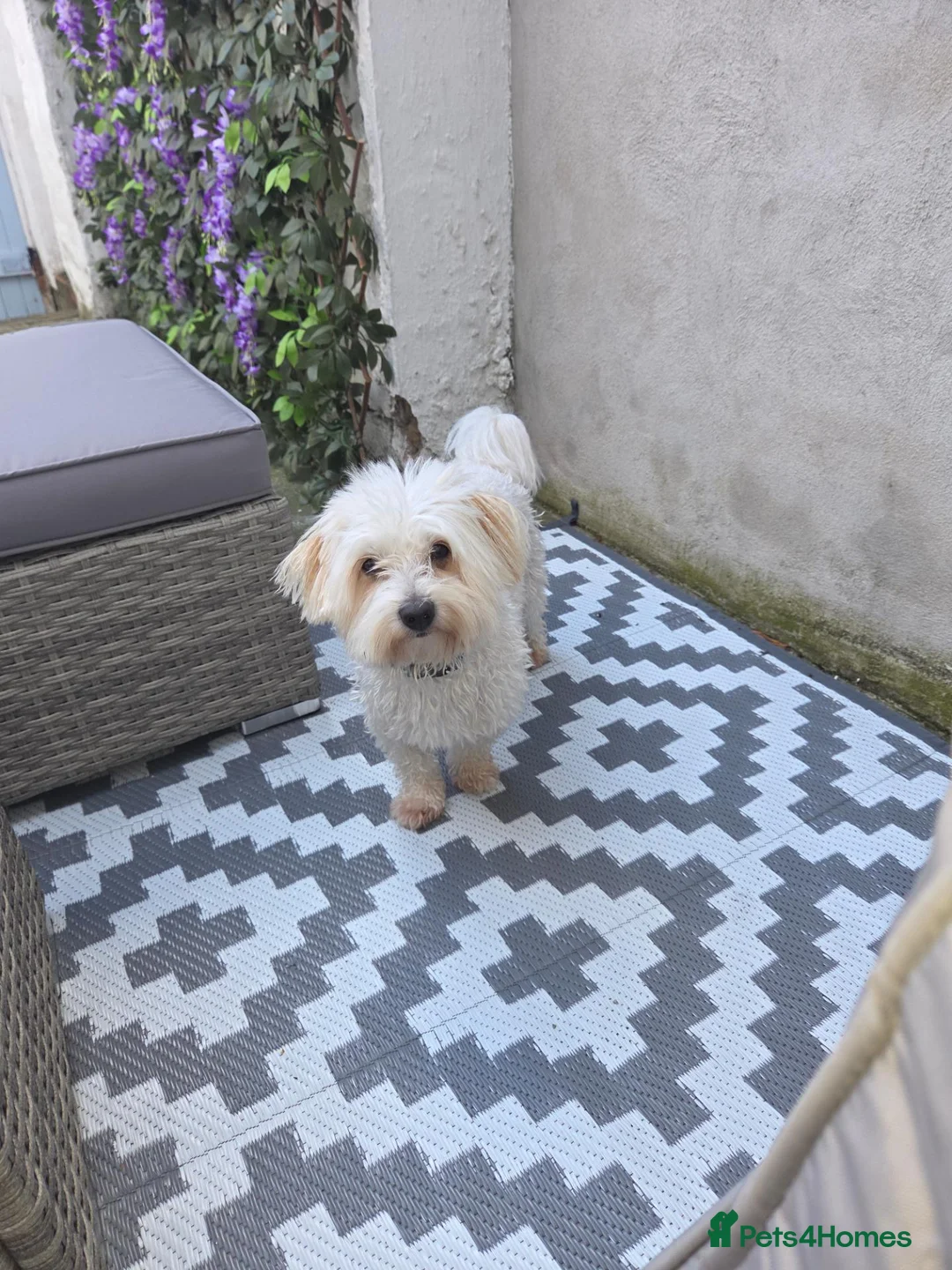 Mixed Breed dogs for sale: Bichon Frise  - Advert 2