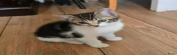 Domestic Shorthair cats for sale: Adorable kittens in London - Advert 10
