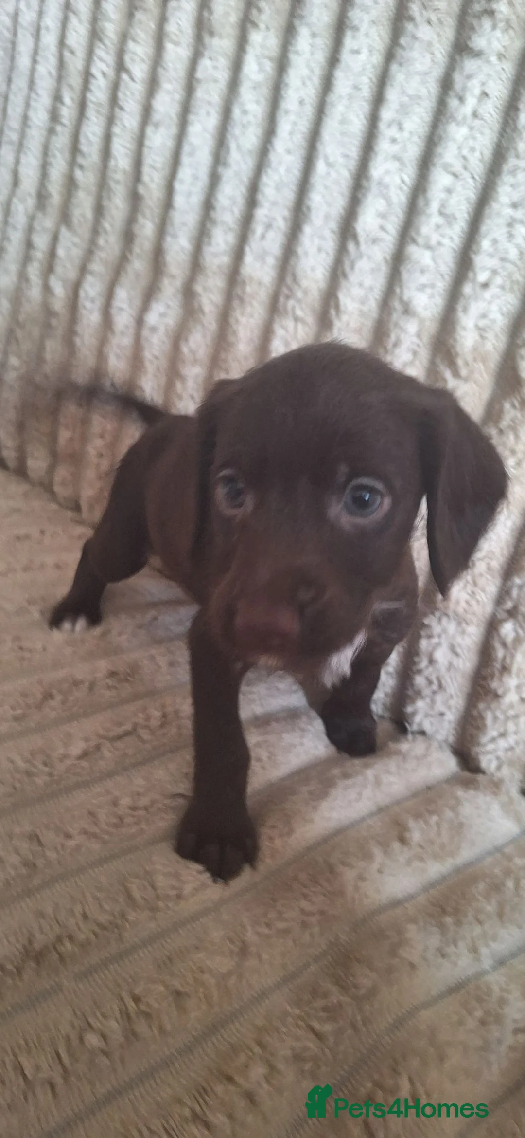 Mixed Breed dogs for sale: Cocker-Terripoo pups (cockerpoo) - Advert 2