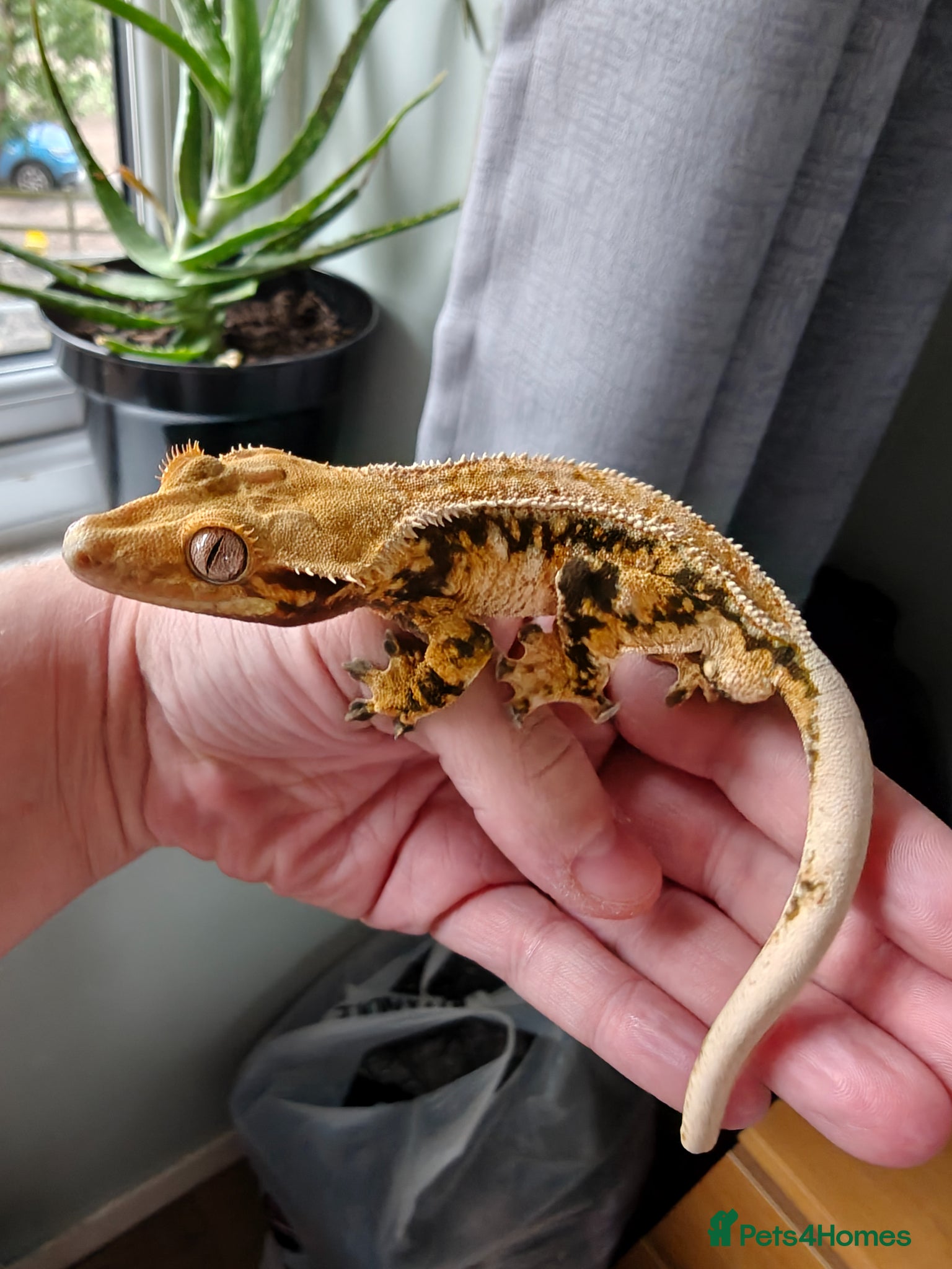 Gecko reptiles Tri Colour Male Crested Gecko  - Advert 1