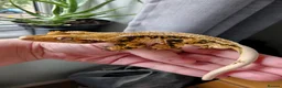 Gecko reptiles for sale: Tri Colour Male Crested Gecko  - Advert 1
