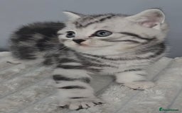 British Shorthair cats for sale: Beautiful gccf registered bsh kittens  - Image 8
