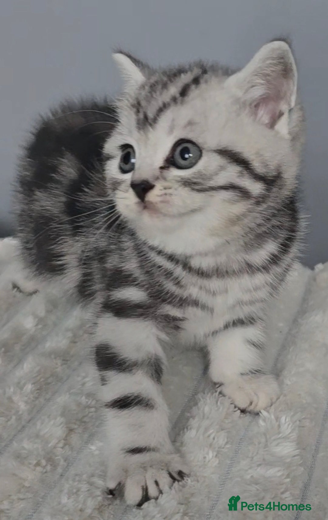 British Shorthair cats for sale: Beautiful gccf registered bsh kittens  - Image 8
