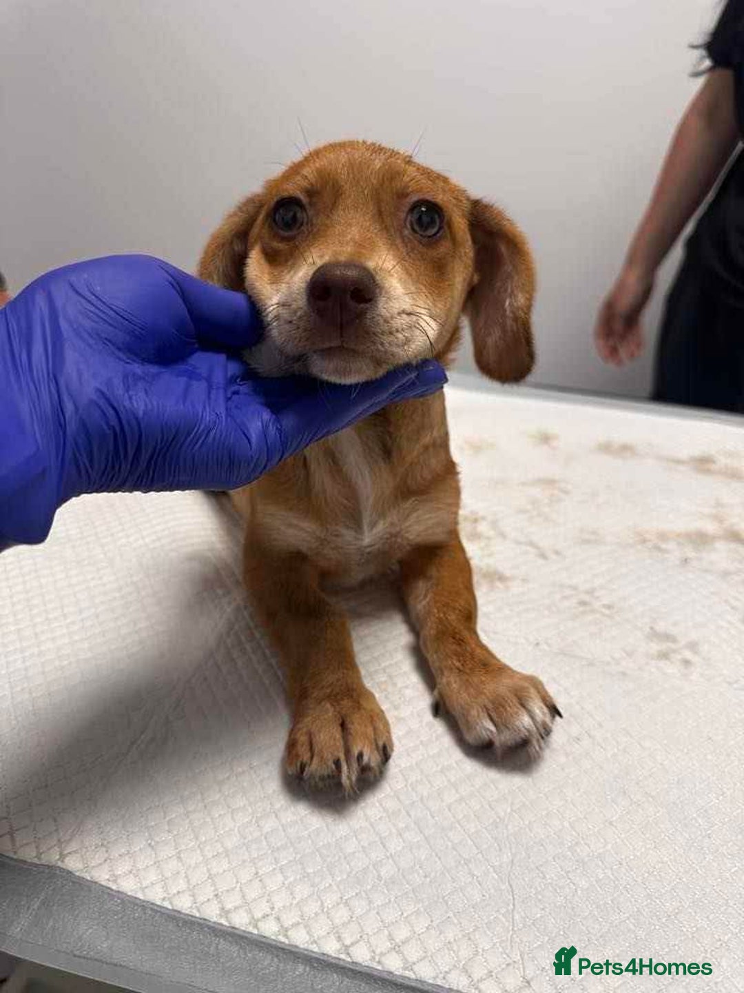 Mixed Breed dogs for adoption: Sandie - for adoption - IN FOSTER IN DONCASTER - Image 1