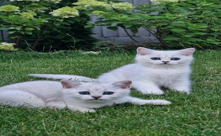 Scottish Fold cats - Advert 11