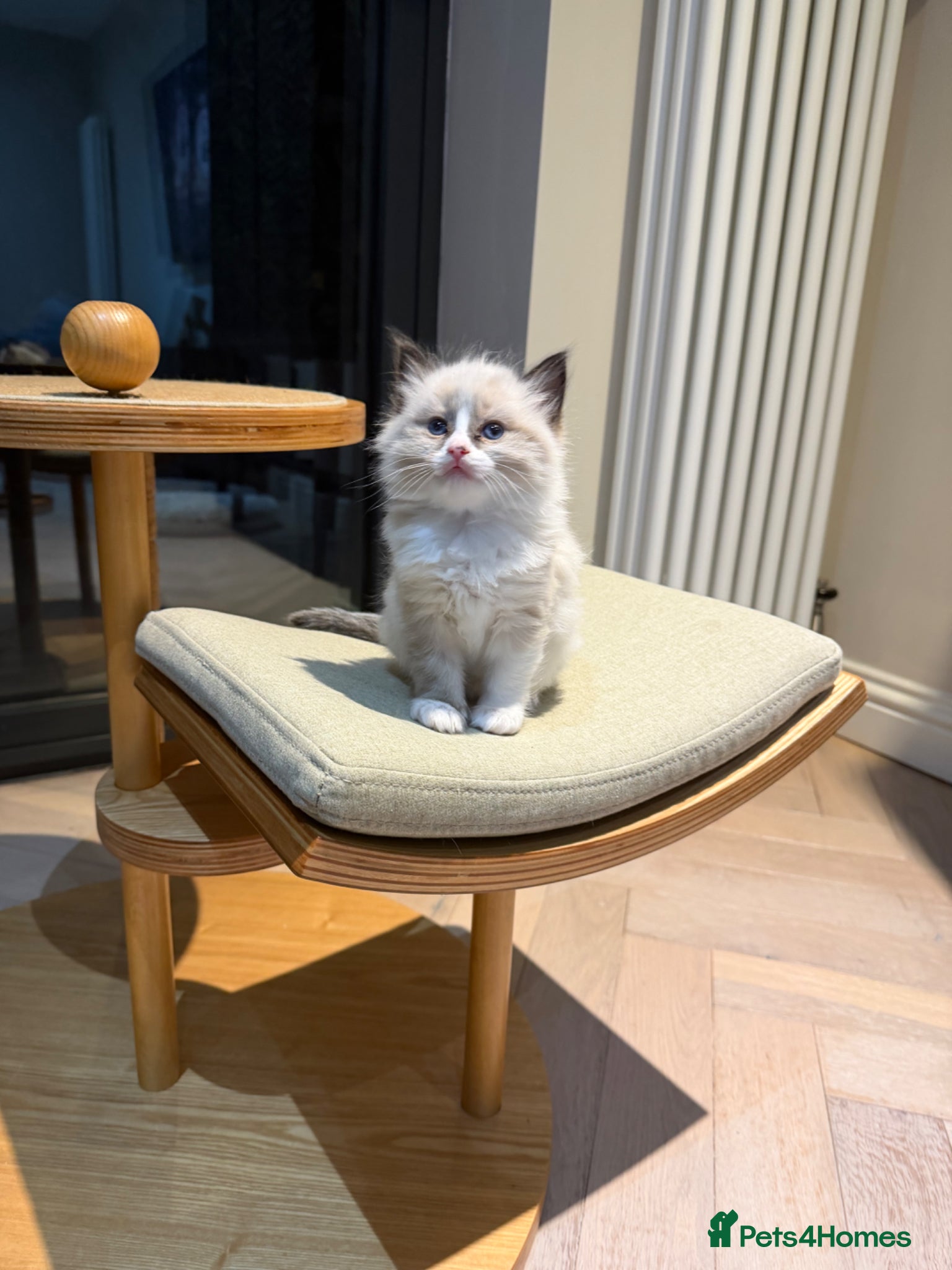 Ragdoll cats 💙💗PURE Ragdoll kittens 💗💙 - Advert 9