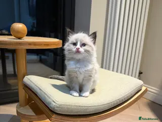 Ragdoll cats 💙💗PURE Ragdoll kittens 💗💙 - Advert 9