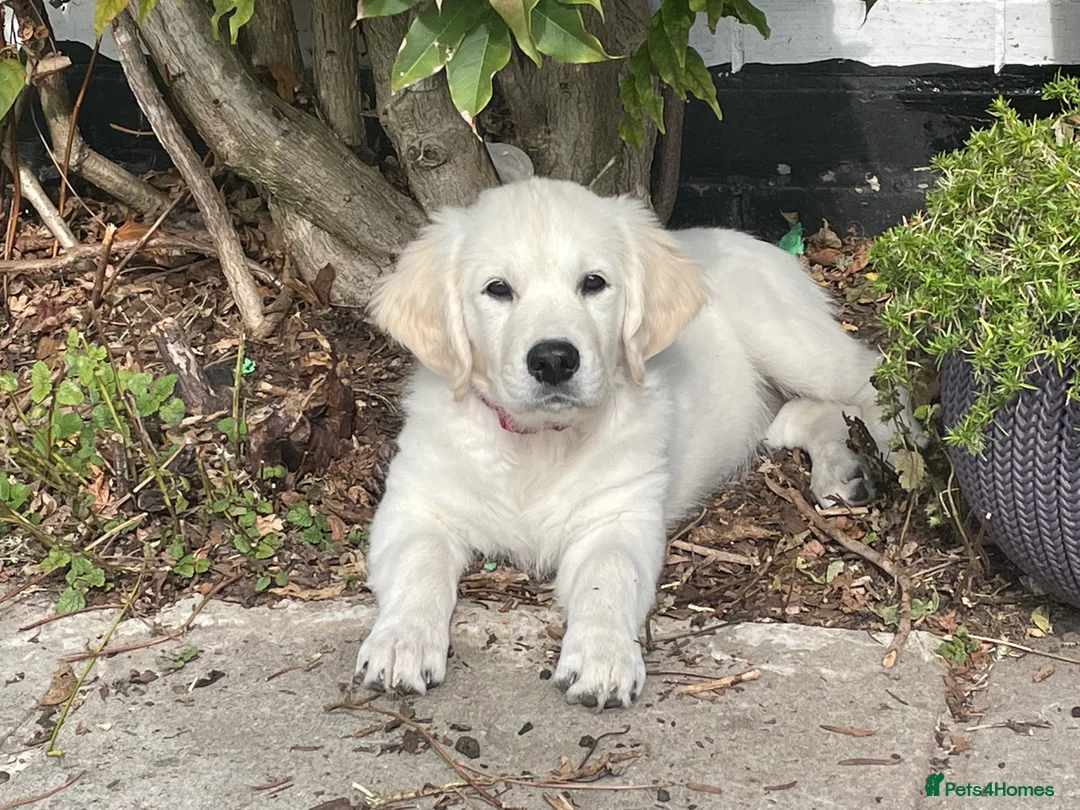 Golden Retriever dogs for sale: KC Golden Retriever Puppies Cream/Orange - Advert 3