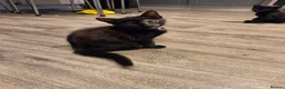Mixed Breed cats for sale: 5 gorgeous kittens for sale - Advert 22