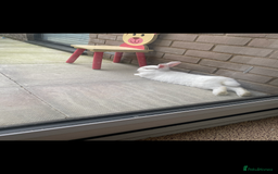 English Lop rabbits for sale: Elsa and Anna - Image 5