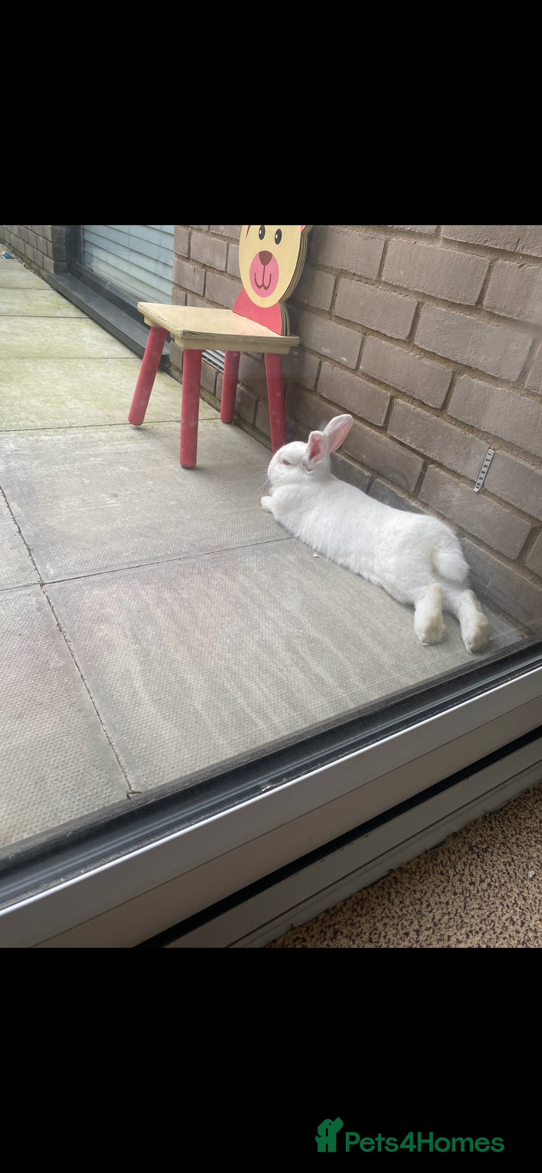 English Lop rabbits for sale: Elsa and Anna - Image 5