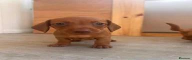 Miniature Dachshund Puppy 3