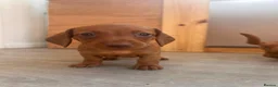 Miniature Dachshund dogs for sale: Miniature dachshund puppies - Ready Now!   - Advert 24