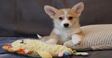 Welsh Corgi Pembroke dogs - Advert 4