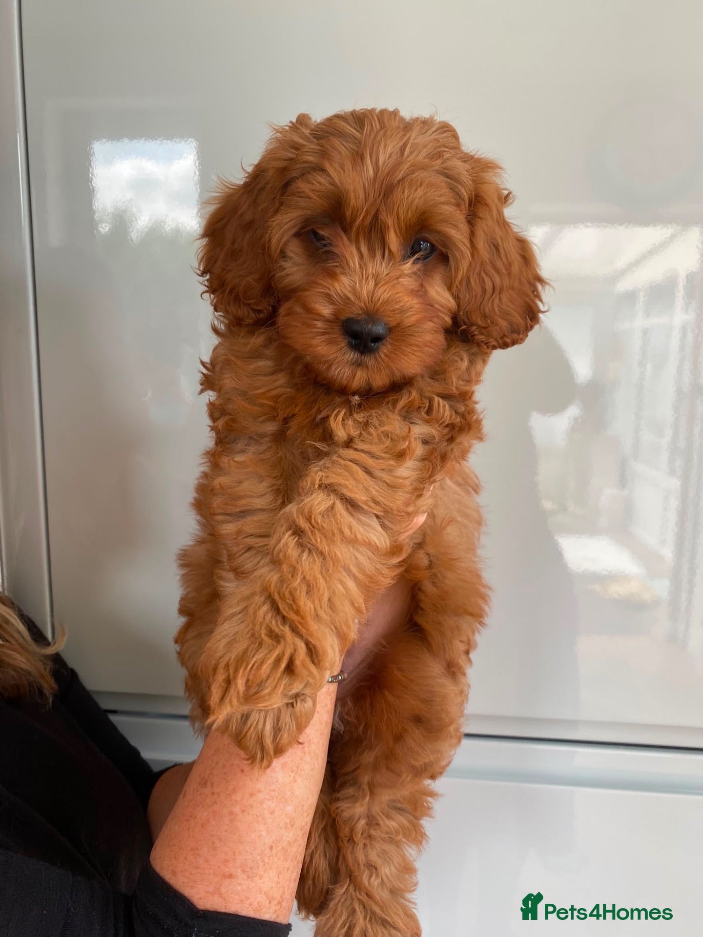 Cavapoo dogs Family Raised Cavapoo Puppies ready to Reserve!  - Advert 2