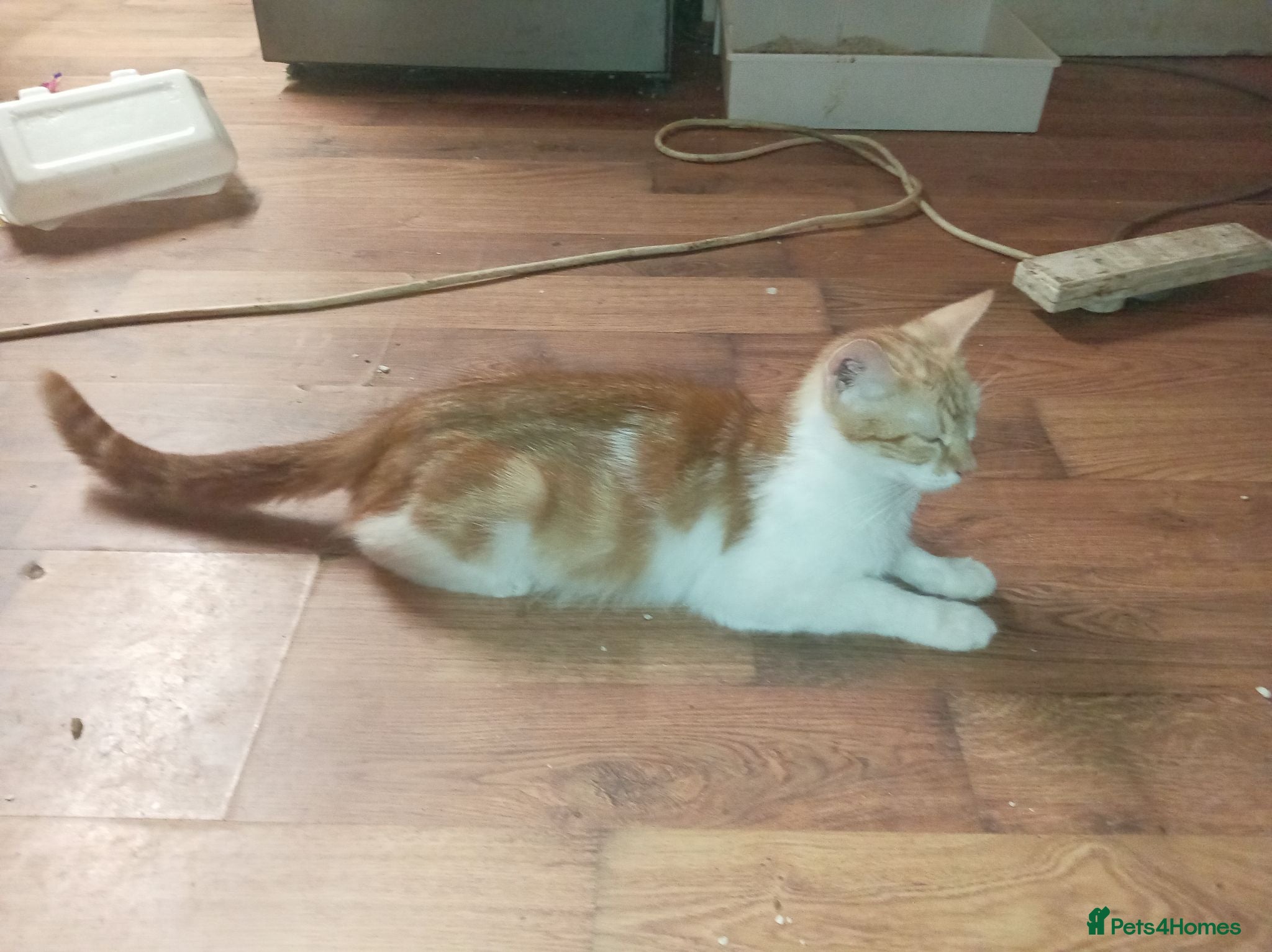 Mixed Breed cats British shorthair cross kittens  - Advert 1