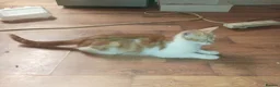 Mixed Breed cats for sale: British shorthair cross kittens  - Advert 1