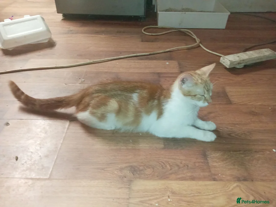 Mixed Breed cats for sale: British shorthair cross kittens  - Advert 1