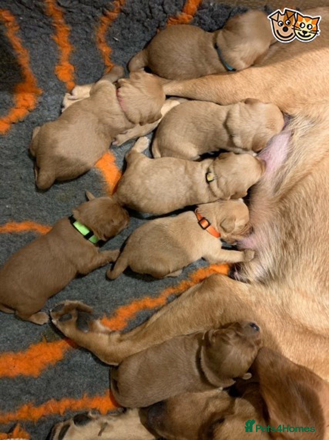 Toy Poodle dogs for stud: KC (FULLY HEALTH TESTED )RED TOY POODLE STUD in Galston - Advert 17