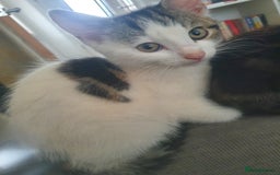 Mixed Breed cats for sale: The three musketeers are looking for new homes - Image 10