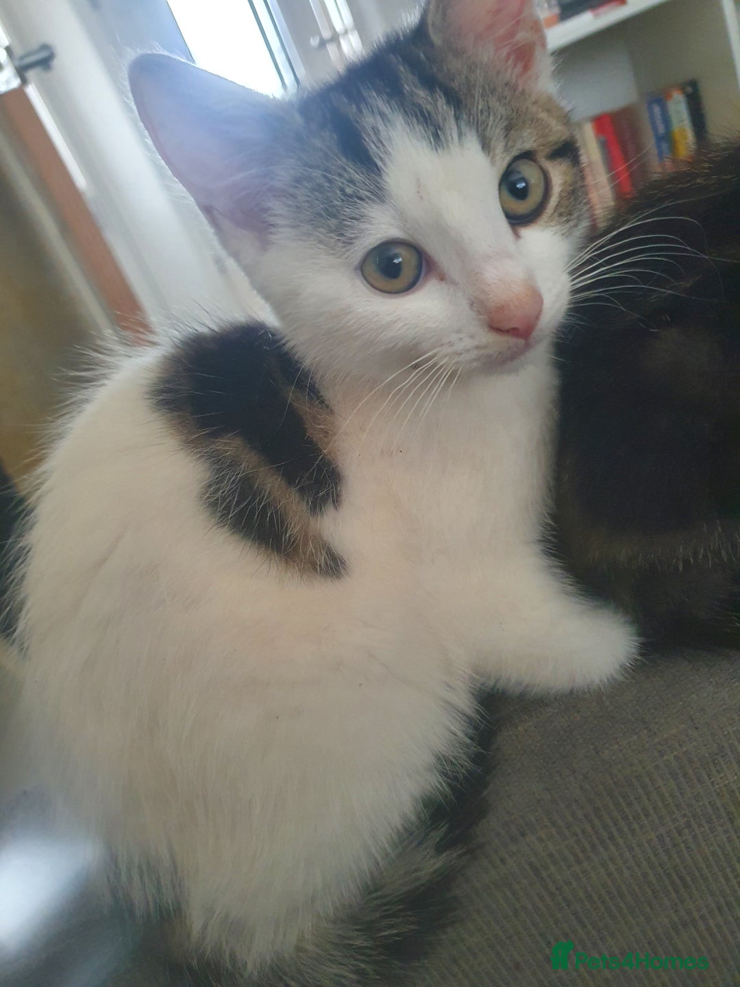 Mixed Breed cats for sale: The three musketeers are looking for new homes - Image 10