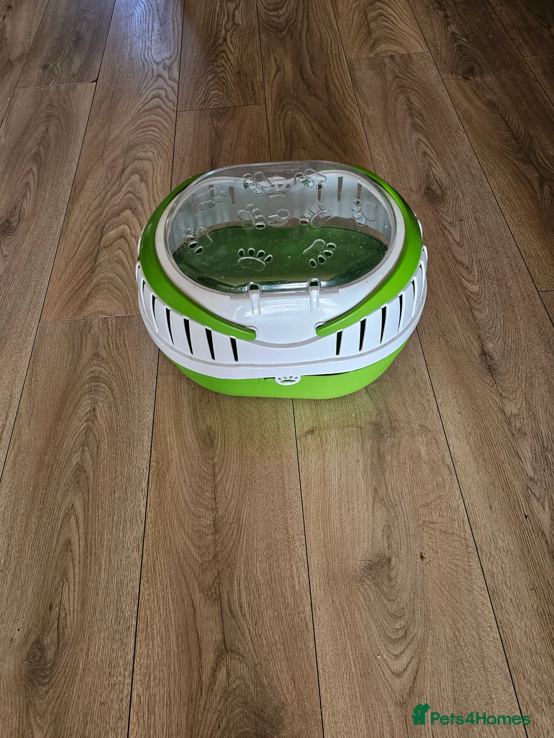 Ringnecks birds for sale: Ringneck  in Canterbury - Advert 2