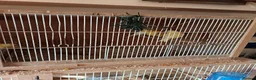 Canaries birds for sale: 10 canaries - Advert 6