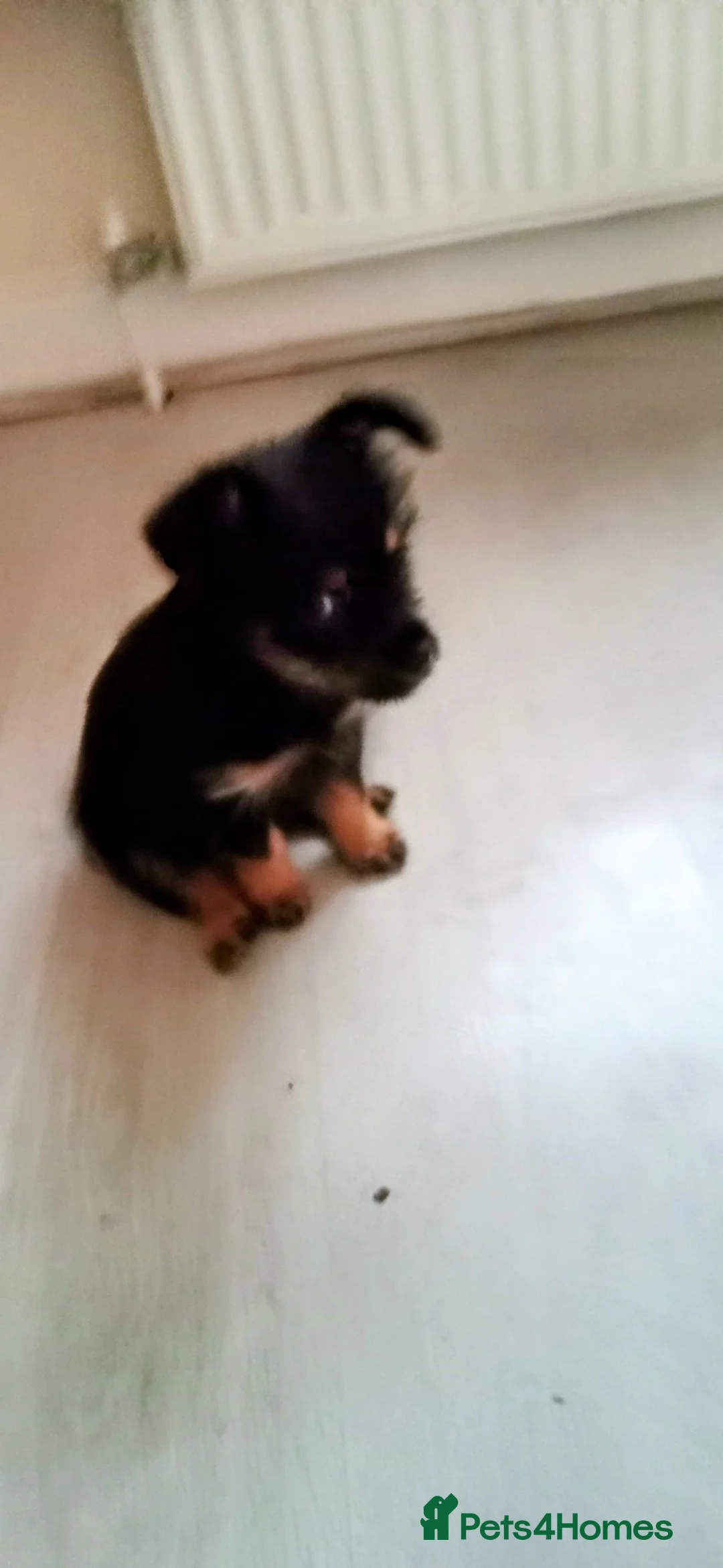 Jack Chi dogs for sale: Jack chi puppies for sale in Port Talbot - Advert 19