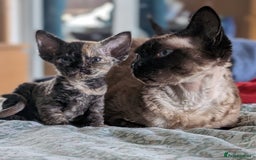 Devon Rex cats for sale: Tortie Devon Rex Female - Image 5