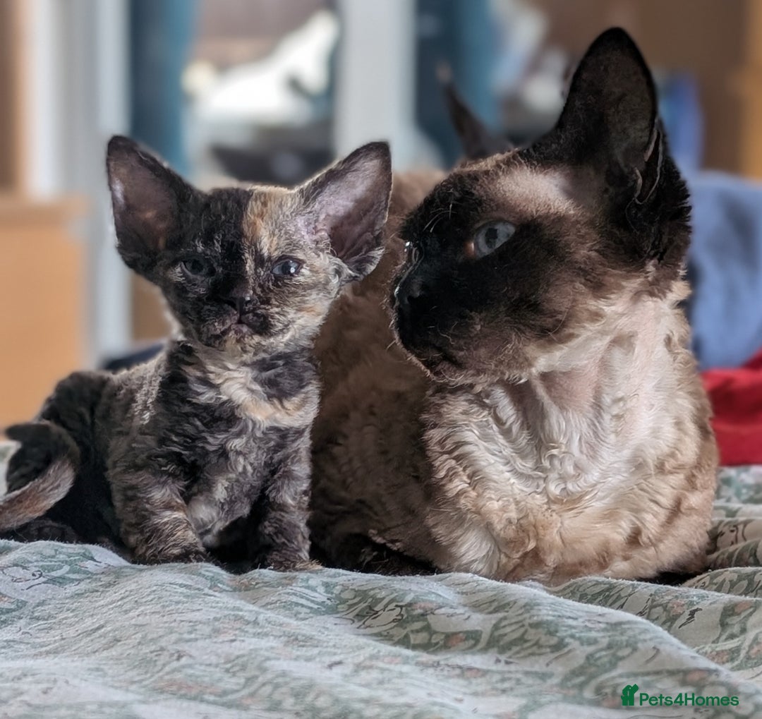 Devon Rex cats for sale: Tortie Devon Rex Female - Image 5