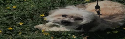 Mixed Breed dogs for sale: Adorable Pomchi mix with Coton de Tulear puppies in York - Advert 4