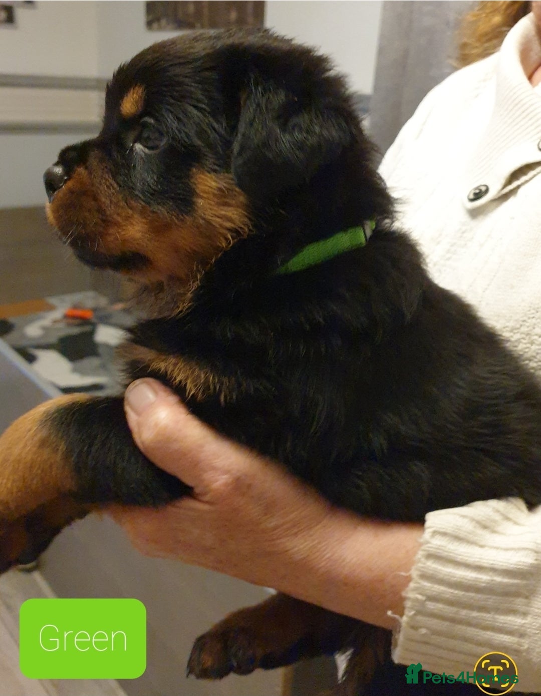 Rottweiler dogs for sale: 4 pups left, extensively health tested parents - Image 18