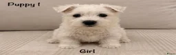West Highland Terrier dogs for sale: Traditional west highland white terrier puppies - Advert 2