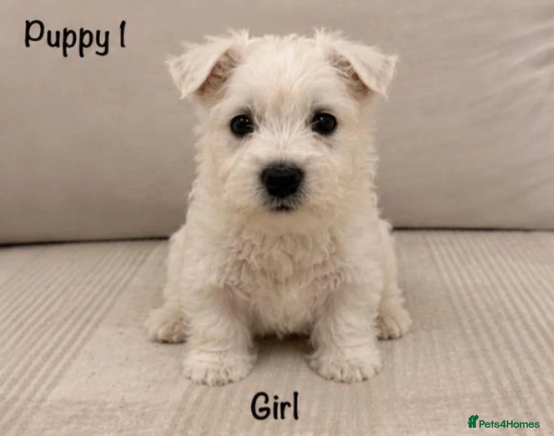 West Highland Terrier dogs for sale: Traditional west highland white terrier puppies - Advert 2