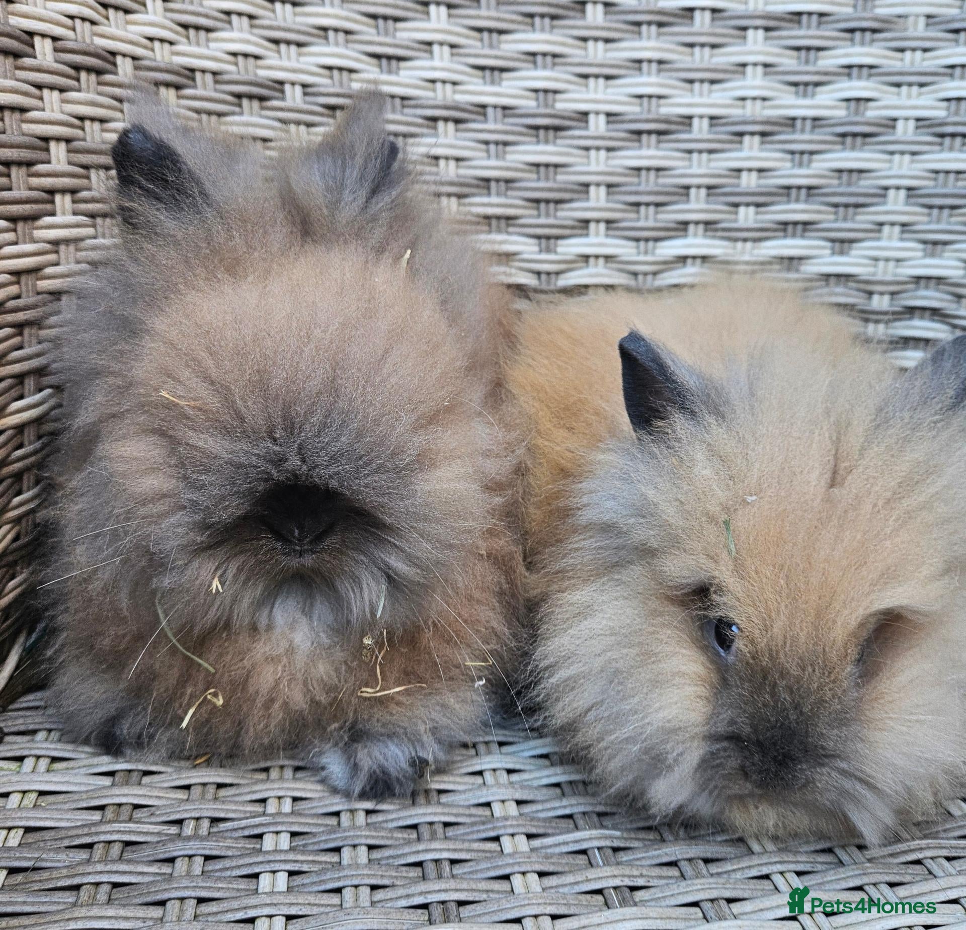 Lionhead rabbits for sale: Double maned lionheads  - Advert 1