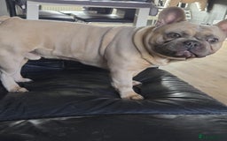 French Bulldog dogs for sale: 2 Year Old Male French Buldog - Image 1