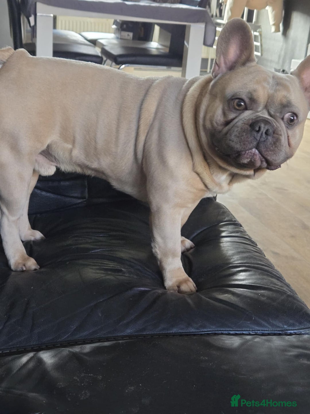 French Bulldog dogs for sale: 2 Year Old Male French Buldog - Image 1