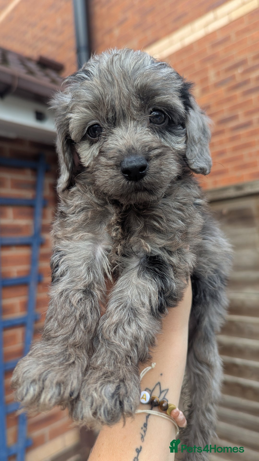 Cockapoo dogs for sale: Cockapoo Puppies (TOY) - Image 27